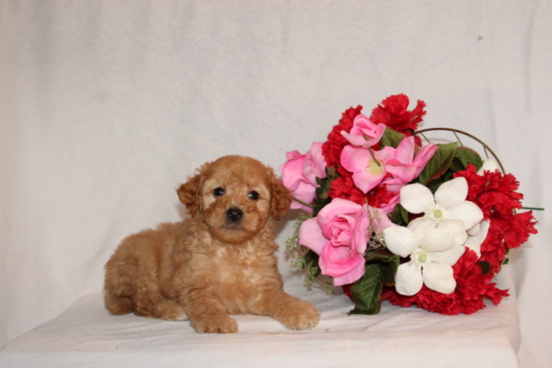 puppy, for, sale, Mini Goldendoodle F2B, Matthew B. Stoltzfus, dog, breeder, Gap, PA, dog-breeder, puppy-for-sale, forsale, nearby, find, puppyfind, locator, puppylocator, aca